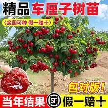 ܇���Ә�����Ҙ��簫���ش�޽ӹ���ͥԺ���F�ϱ����Nֲ�����{ݮ