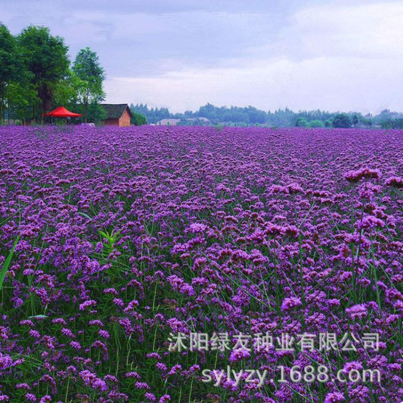 Semillas de flores, semillas de flores.
