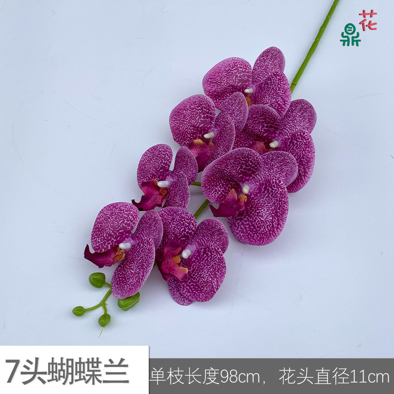 7 phalaenopsis GFG #54 흰색 패턴 핑크 보라색