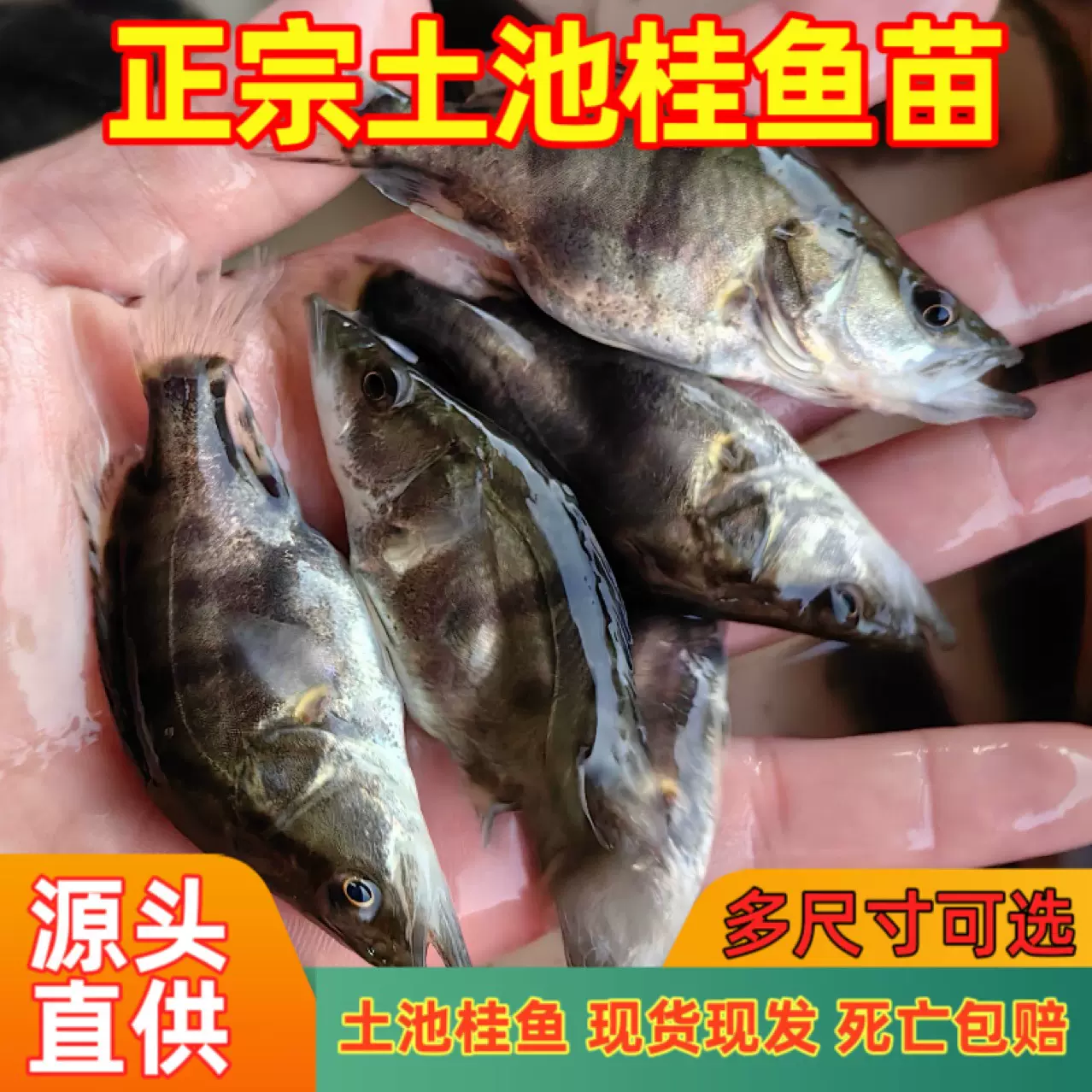 工厂直批鳜鱼苗桂花鱼肉食性鱼苗各类渔苗一站式批发现货活体淡水