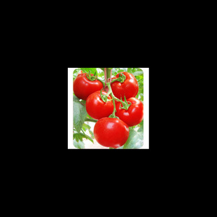 Seeds Vegetable and Fruit Seeds Fruit Seeds [Red Fruit Tomato] Tomato Family Practical Pack Tomato