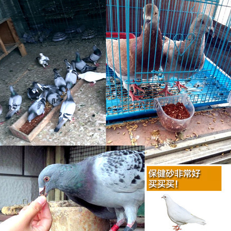 Bird Health Sand, Bird Health Sand Dove, Homing Pigeon, Racing Pigeon Supplies, Parrot, Red Earth Calcium Supplement, Dove Feed, Dove Grain, Bird Food