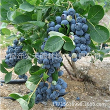 {ݮϱԵԷNֲY̨ͥԺļNֲ