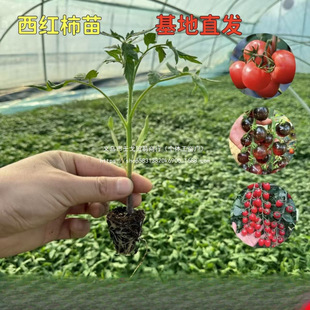 ������N�Ӵ����t���N�Ѳ��������߲���С��������ǧ���}Ů������