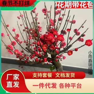 һ�����l÷�����Ԙ����Ϙ��辰�̨ͥԺԭ���t÷�󻨝��㻨���ͺ�