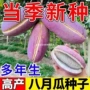 食用野生无籽今年种子