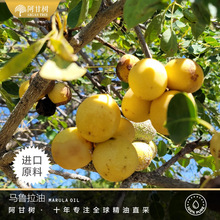 ���ʘ��R�������䉺 Sclerocarya Birrea ��Ͳ��f����Ӳ��������