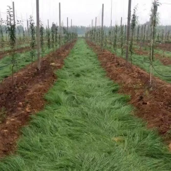 Крысиная соломенная семя фруктовый сад зеленая жирная крыса соломенная трава крысиный хвост соломенная семя крысиная трава
