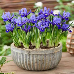 Taiwan Phalaenopsis Seeds Phalaenopsis Seeds Potted Phalaenopsis Seeds That Bloom in the Same Year for Home Gardening