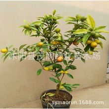 ļ۴ƤԿ͏dֲСͥԺ԰l؛