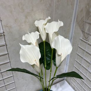 ���滨�R��ɏ�L֦5�^�b��ɻ��[���b���EVA���|��c����
