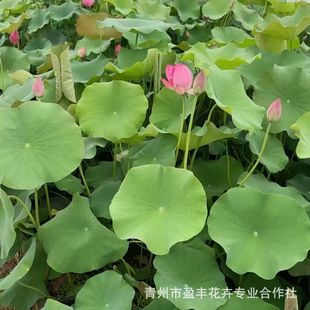 Ornamental Lotus Seedlings Bloom in the Same Year, Lotus Root Aquatic Plants, Large Lotus Root Seedlings, Potted Lotus Root Seedlings, Hydroponics