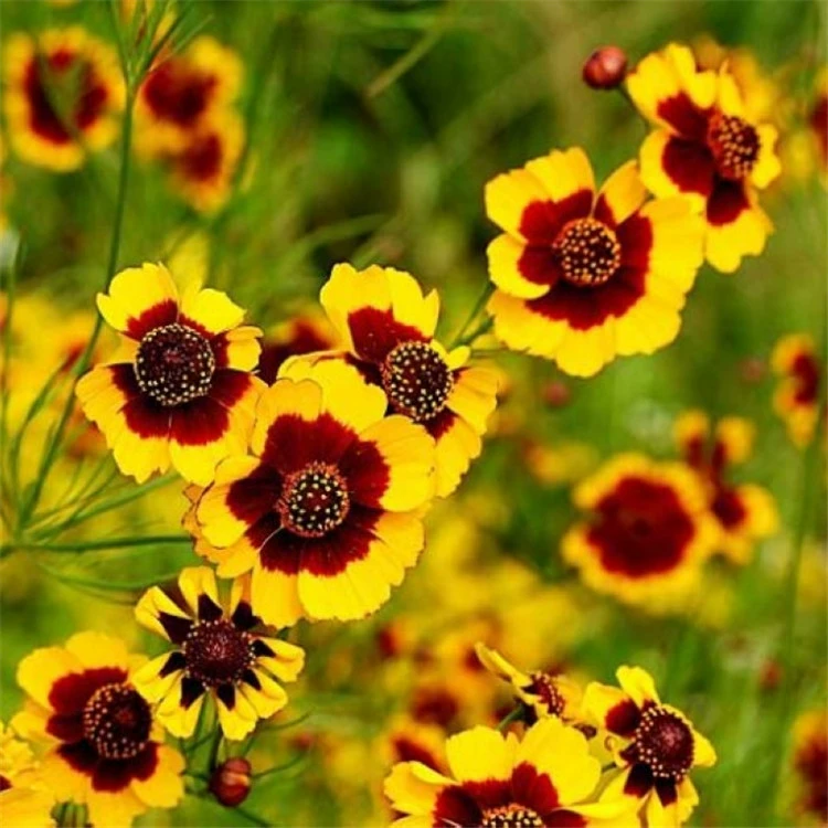 Навальный Харди змеиных глаз семена хризантемы снег хризантемы Тяньшань снег хризантемы семена горшечных садовых цветов семена четыре сезона