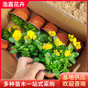 Multi-Color Flower Pansy Seedlings Multi-Color Pansy Seedlings Qingzhou Supply Base Purple Yellow Pansy Cup Seedlings