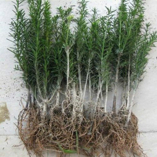 ���l�������ρ��t��ɼ �Ϸ��t��ɼ �|���t��ɼ ��С�� �辰����