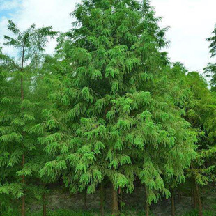 The Nursery Has a Large Supply of Zhongshan Fir, Zhongshan Fir Seedlings, Street Scenery and Greening Seedlings, Complete Specifications and Excellent Prices