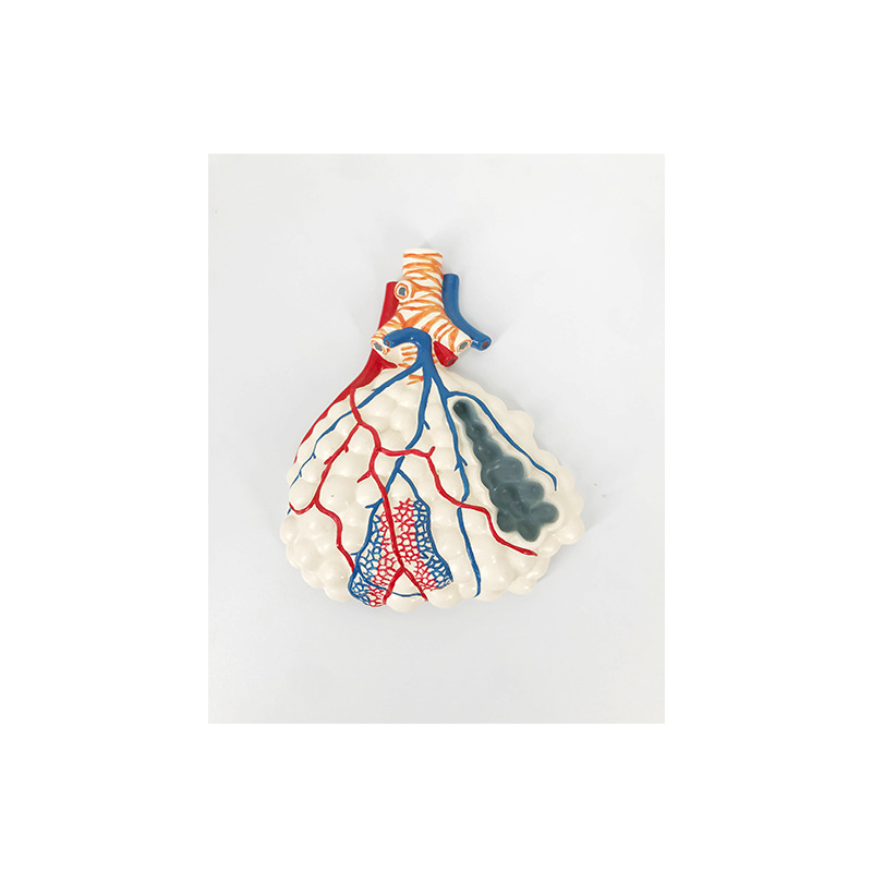 R062 alveolar enlargement model