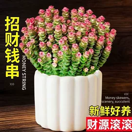 盆栽;狗狗窝/笼/垫;装饰花瓶