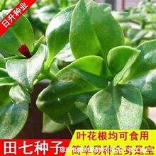 �B�����߷N�Ӵ�ȫ���߷Nʳ����ɫҰ�˷N����ԭ�b�N�Ӵ�ȫ���l���l