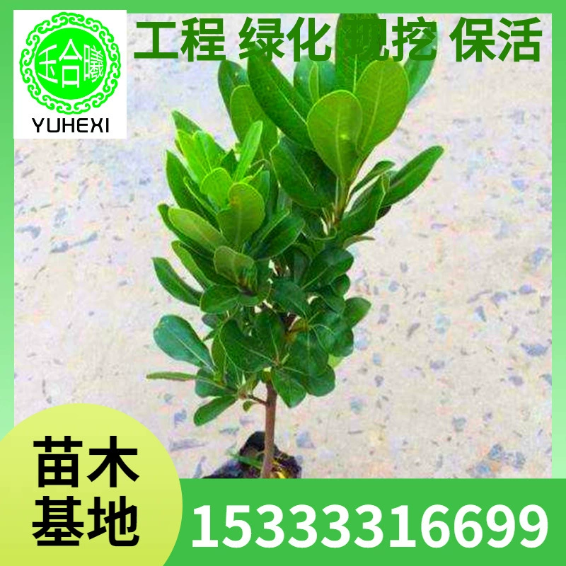 Саженцы Buxus, рассада Buxus, четырехсезонный вечнозеленый аромат, средство от комаров, зеленый забор из растений, зеленый забор