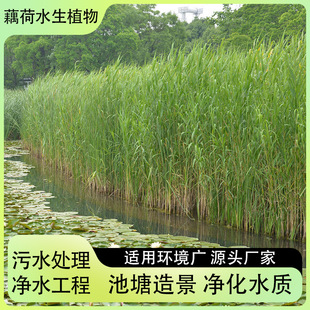 �JȔ �JȔ�� �JȔ�N�� �JȔ�Nֲ �JȔ���� ֲ��S��ֱ�N���l