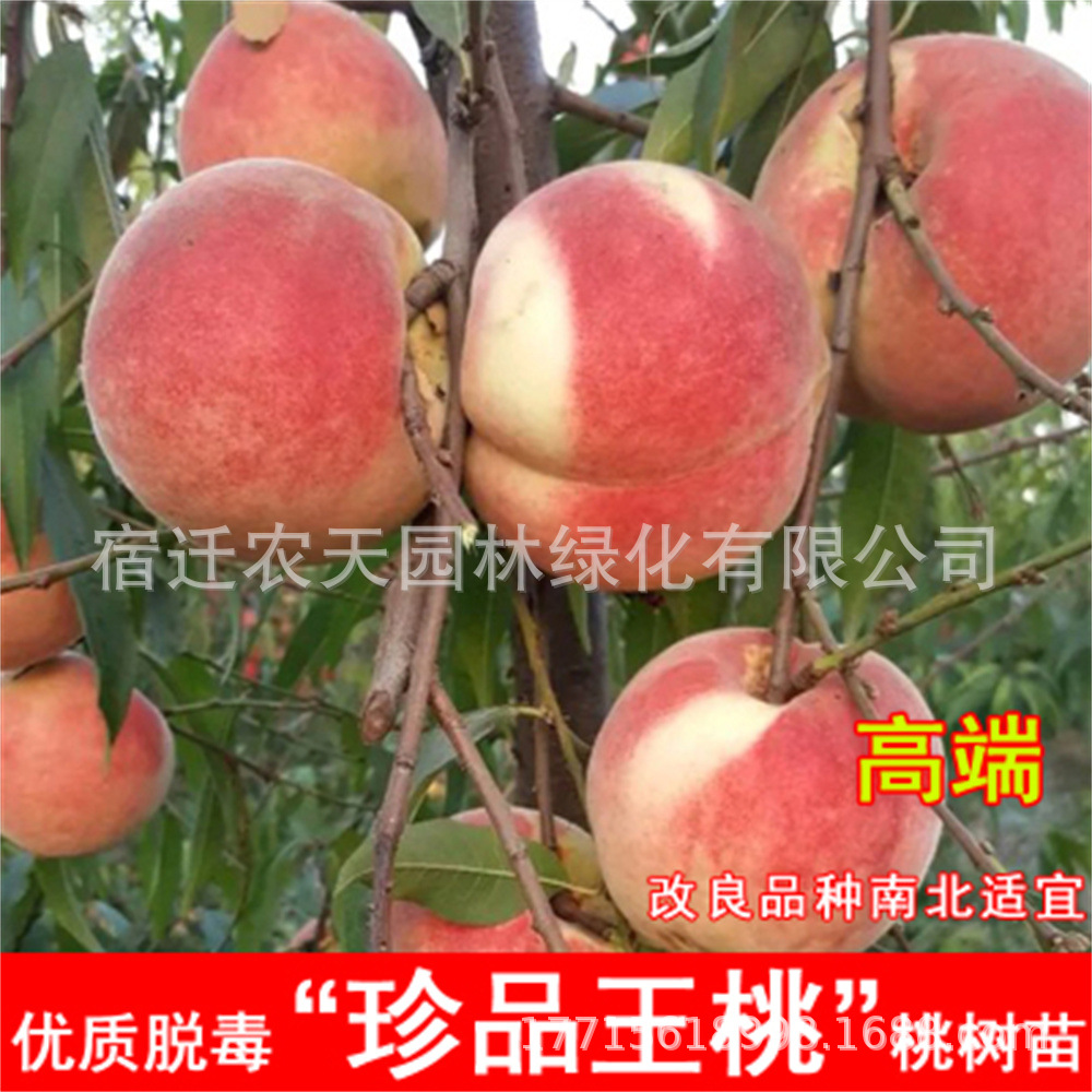 嫁接桃树苗果树果苗特大早熟高产水密桃黄桃苗南北方种植当年结果