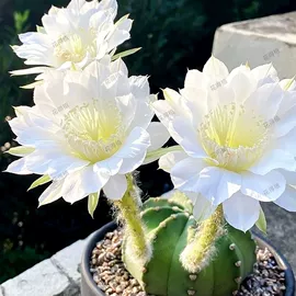 狗狗窝/笼/垫;花盆容器;盆栽