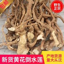 野山黄花倒水莲月子茶煲汤黄花大远志参倒吊黄观音串500g克真货好