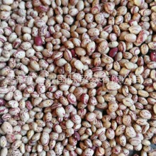 批发长奶花Kidney Bean 新疆圆 美国圆 价格美丽 欢迎选购