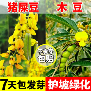 �iʺ���N��ľ����ľ�o�²���߅�¹����;Gֲ��E���A�~�G���N����