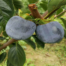 ���������睭������Ʒ�Nȫĥ�P������������Ʒ�N�޽Ӻ����Ӕ���