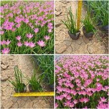 基地韭兰葱兰现货花境花园围边植物厂家直销红花葱兰小袋苗