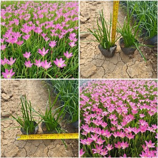 Base Leek Orchid Spot Flower Border Garden Edge Plant Manufacturer Direct Sales Red Flower Onion Orchid Small Bag Seedlings