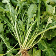 �j�j�˷N�Ӵ��~��ļ������㴺���߲˷N�Ӳ˷NҰ���j�˷N��