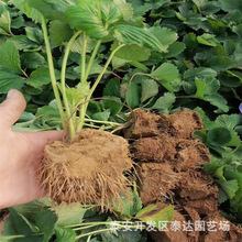 广州露天穴盘草莓苗 穴盘甜查理草莓苗基地  打冷发货基质草莓苗