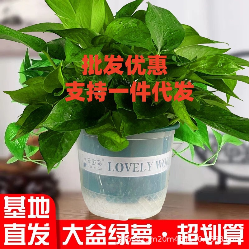 Wholesale Large Pots of Green Radish Plants, Red-Potted Large Green Radish Plants, Indoor Plants for Removing Formaldehyde and Purifying the Air, Long-Vined Plants Wholesale Large Pots of Green Radish Plants, Red-Potted Large Green Radish Plants, Indoor Plants for Removing Formaldehyde and Purifying the Air, Long-Vined Plants
