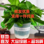绿萝批发大盆的绿萝红盆大绿萝室内除甲醛净化空气植物长藤植物