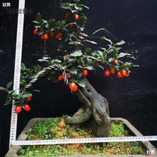 盆栽盆景有挂果老鸭盆景树苗可嫁接枝条金弹子柿子树观果带麦太保