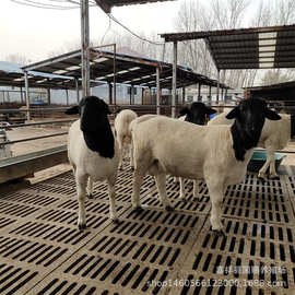 现货黑头杂交羊种公羊价格 小尾寒头胎怀孕羊利润 黑头绵羊图片