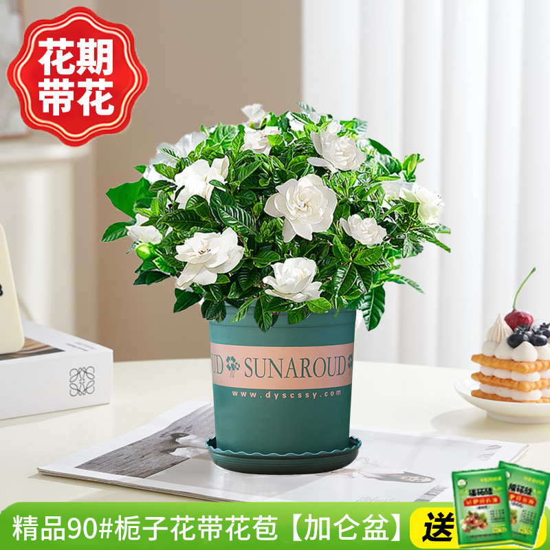 부티크 90#치자나무 개화기(갤런 화분)에 영양액을 공급