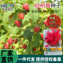 现货批发红树莓种子覆盆子乌泡子室内阳台可盆栽酸甜树莓种子