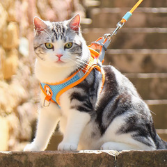 猫牽引ロープ、脱走防止専用猫ロープ、小型犬ハーネスロープ、猫ロープ、ペット犬リード、犬散歩ロープ