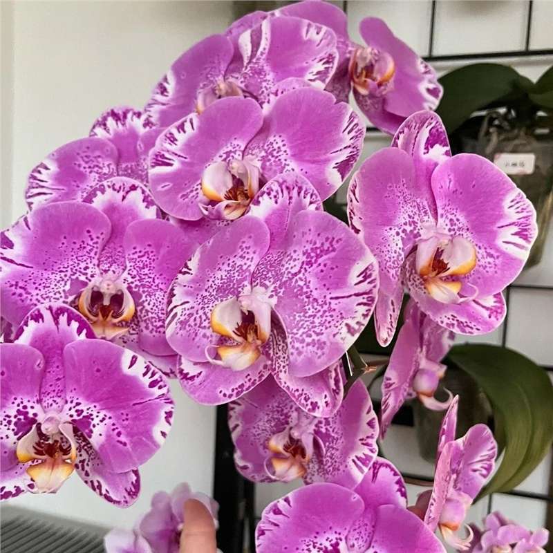 Orquídea de mariposa en las cuatro estaciones, balcón interior, oficina en maceta, flores verdes, fácil alimentación image 18