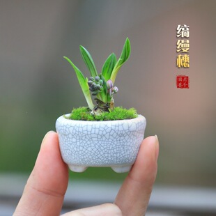 ��������С����Ĵֲָ��΢�辰�c�z���_���m����������k���ҾGֲ