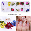 New Japanese nail dried flower 12 -color star sun flower small daisy 12 -color dried flower box is equipped with 24 nails dry flowers