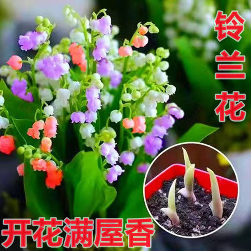 Semillas de flores, plantas resistentes a las heladas y fáciles de vivir, semillas resistentes al frío importadas, plantas verdes con flores en todas las estaciones, semillas de lirio de los valles