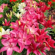 �M����ˮ�ٺϷN���ش�����ļ��_�����B������ѿ�r�л��ٺϻ��N��