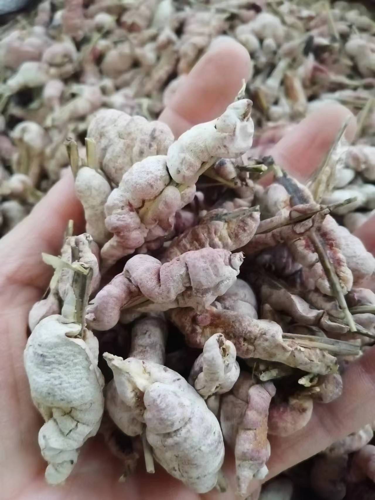 Zhu Hua (Bamboo Fungus) — Dried Food Herb, Sulfur-Free, Custom Grinding Available overview