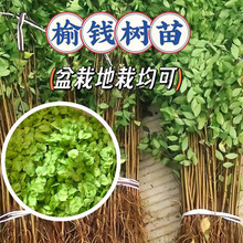 庭院树苗榆钱树苗榆树苗可以吃的榆钱树风景树盆景素材地栽榆钱树