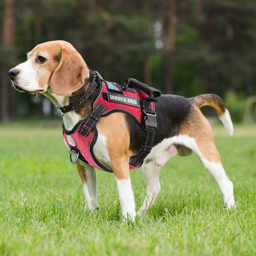  new explosion-proof shock-absorbing comfortable night vision reflective pet harness dog vest-type traction harness
